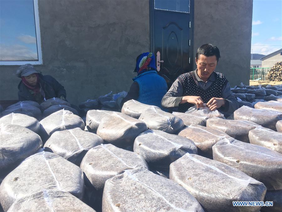 CHINA-INNER MONGOLIA-MUSHROOM CULTIVATION (CN)