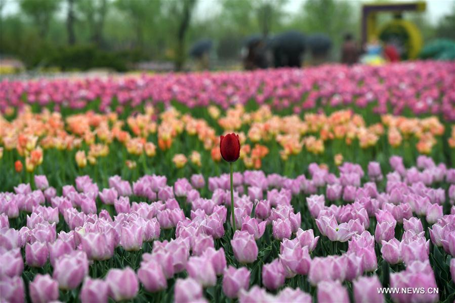 CHINA-TIANJIN-TULIPS (CN)