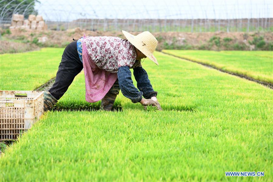 CHINA-ANHUI-QUANJIAO-AGRICULTURE (CN)