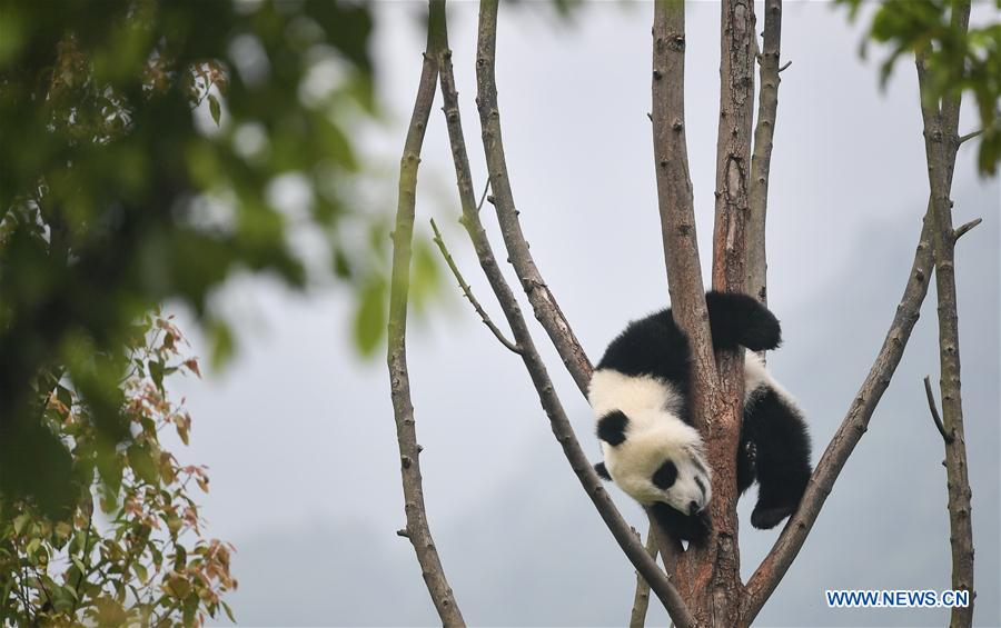 CHINA-SICHUAN-WOLONG-GIANT PANDA KINDERGARTEN (CN)