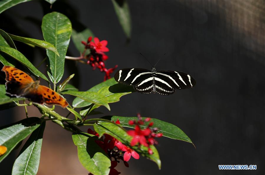 U.S.-LOS ANGELES-BUTTERFLY EXHIBITION