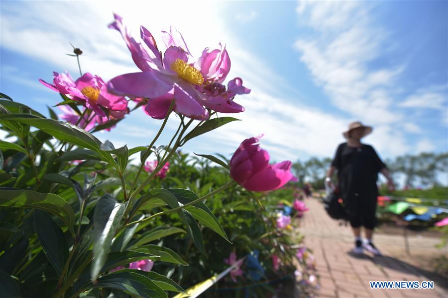 #CHINA-HEILONGJIANG-MUDANJIANG-PEONY-BLOSSOM