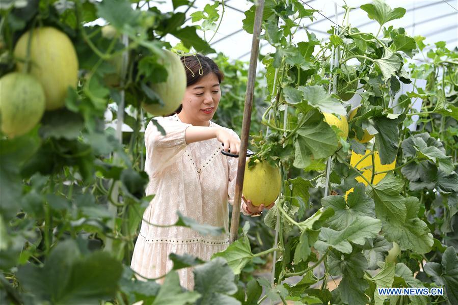 CHINA-ANHUI-FEIXI-AGRICULTURE-TOURISM (CN)