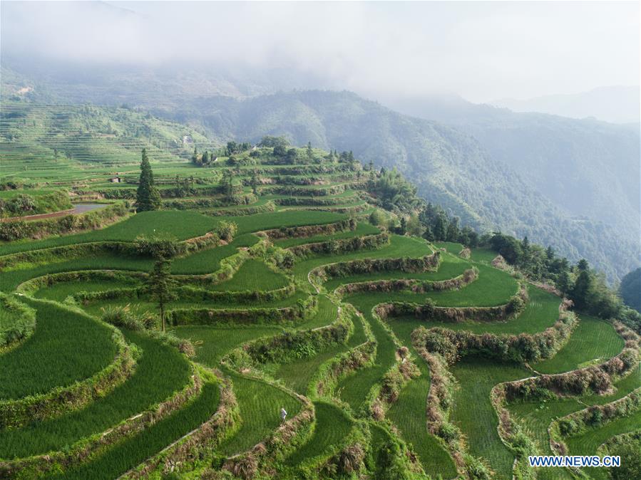 CHINA-ZHEJIANG-QINGTIAN-TERRACED FIELDS-ECOLOGICAL AGRICULTURE (CN)