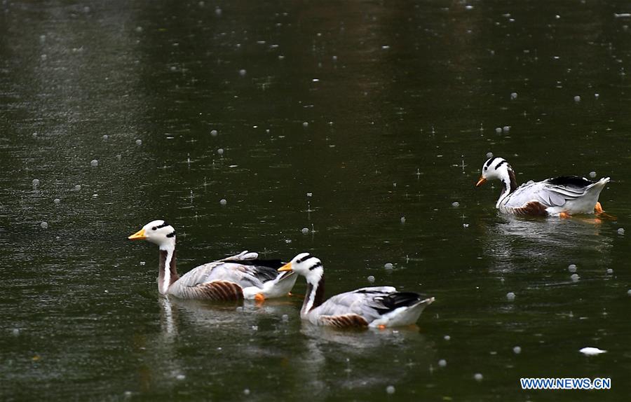 CHINA-JILIN-CHANGCHUN-ANIMALS-RAIN (CN)