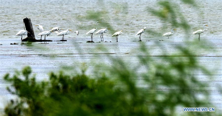 CHINA-CHIAYI-EGRETS (CN)