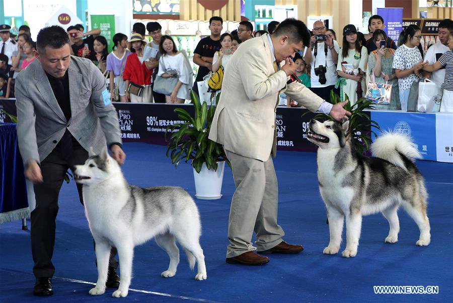 CHINA-SHANGHAI-PET FAIR ASIA-PUBLIC DAY (CN)