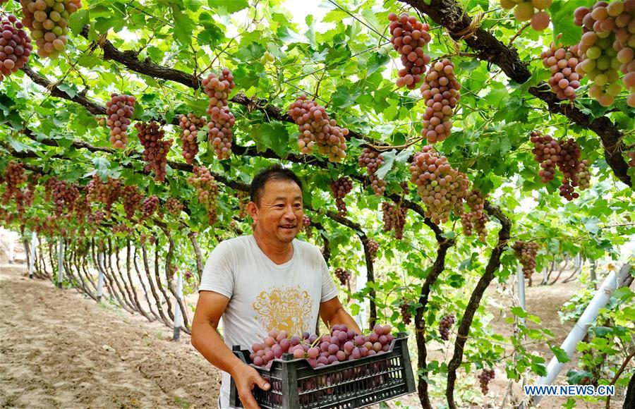 CHINA-HEBEI-HUAILAI-GRAPE PLANTING (CN)