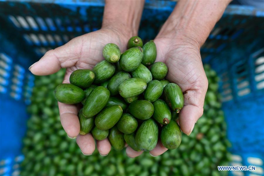 CHINA-ZHEJIANG-SHAOXING-TORREYA-HARVEST (CN)