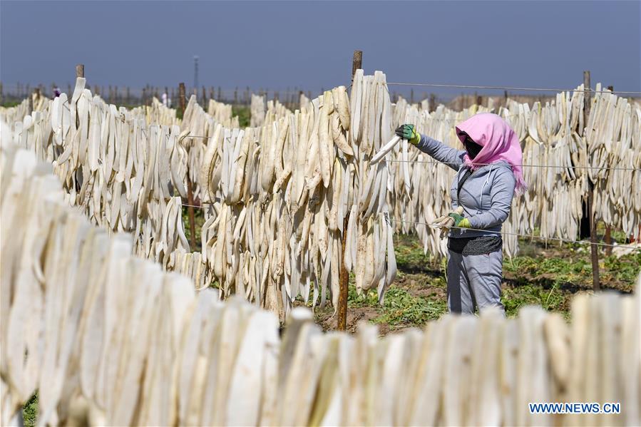 CHINA-NINGXIA-WUZHONG-RADISH-HARVEST (CN)