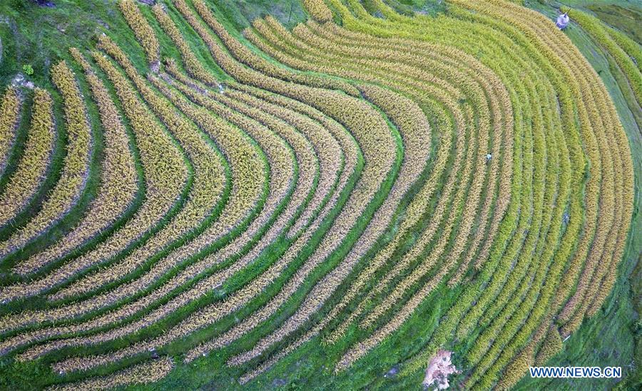 CHINA-HARVEST-AERIAL VIEW (CN)