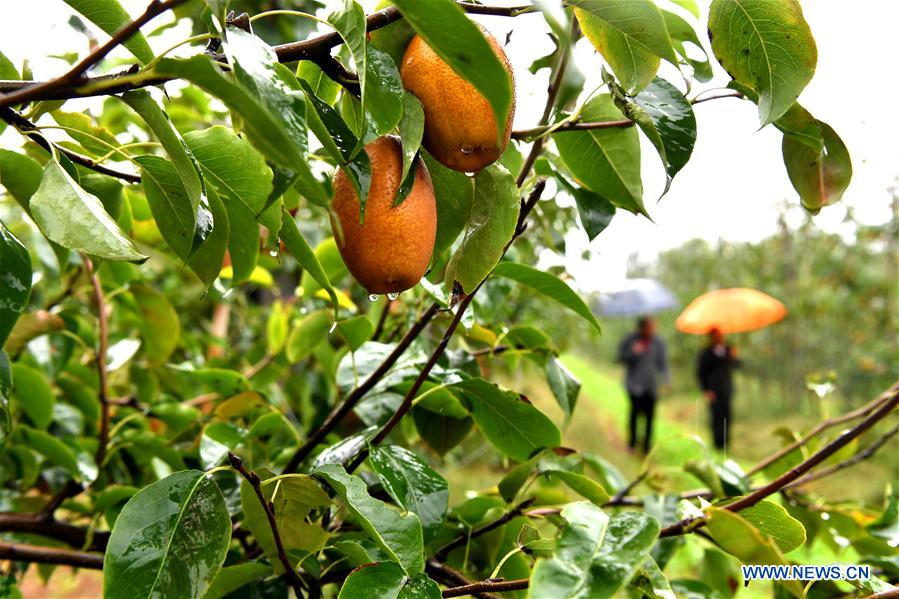 CHINA-HENAN-VETERAN-PEAR GROWING (CN)