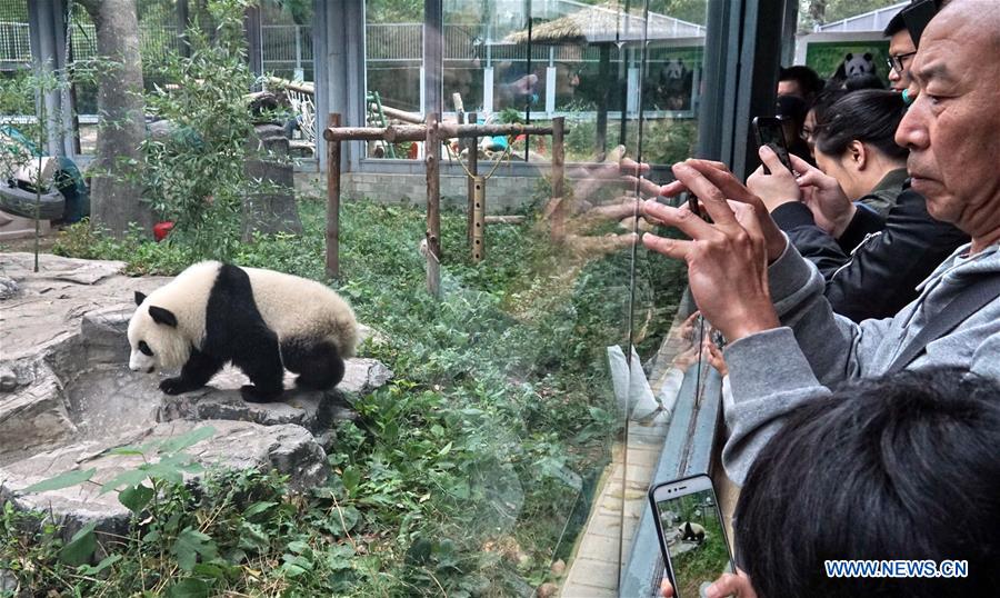 CHINA-BEIJING-ZOO-GIANT PANDA TWINS-DEBUT(CN)