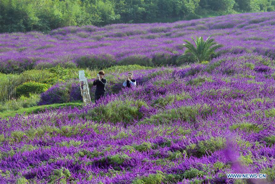 CHINA-YUNNAN-FLOWERS-TOURISM(CN)