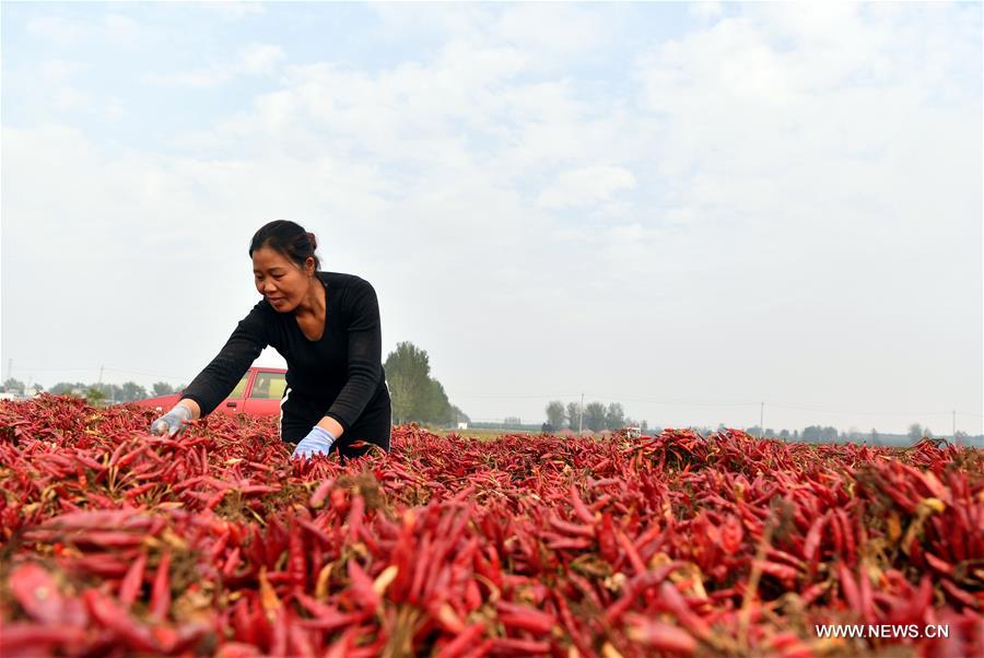 CHINA-HENAN-AGRICULTURE-CHILI PEPPER (CN)