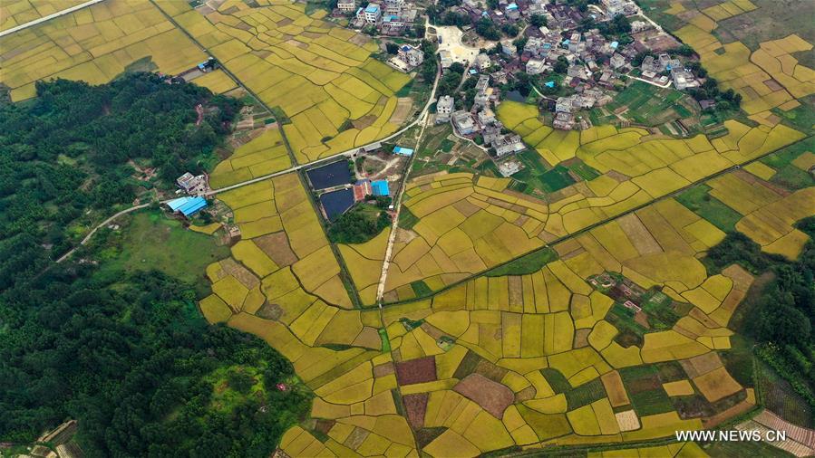 CHINA-GUANGXI-RICE FIELDS (CN)