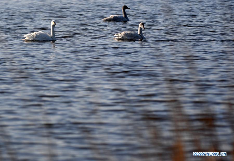 CHINA-TIANJIN-MIGRATORY BIRDS (CN)