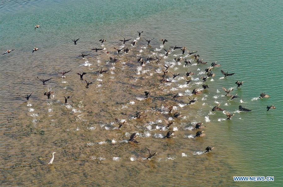 CHINA-HENAN-LUOYANG-YELLOW RIVER WETLAND-ECO-ENVIRONMENT (CN)