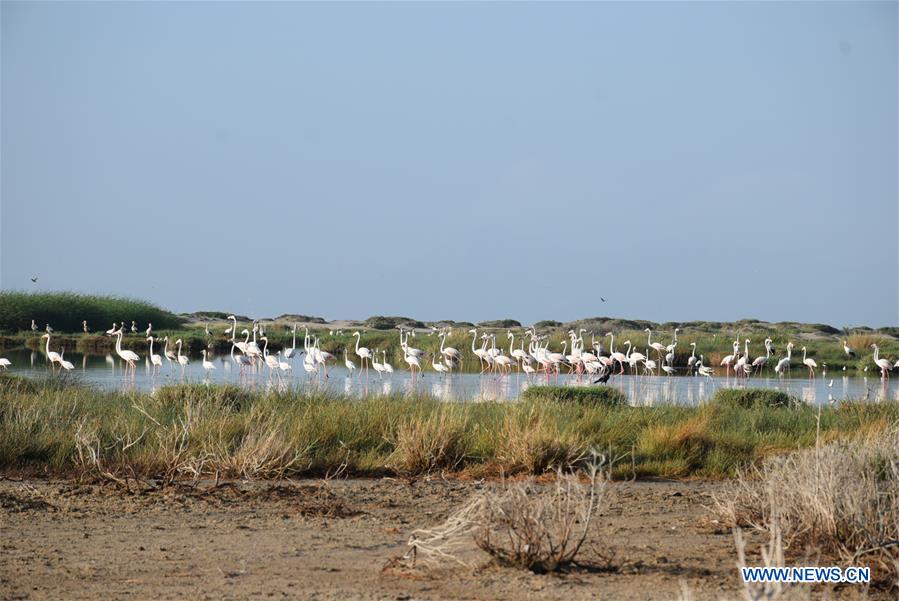 YEMEN-ADEN-NATURE RESERVE