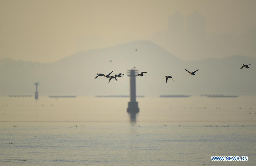 CHINA-SHENZHEN-MIGRATORY BIRDS (CN)