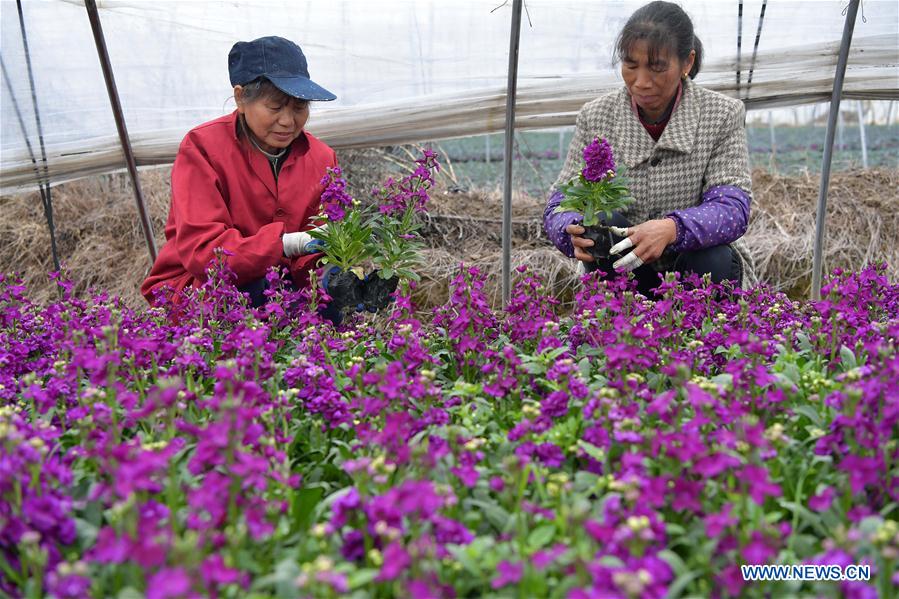 CHINA-JIANGXI-NANCHANG-FLOWERS (CN)