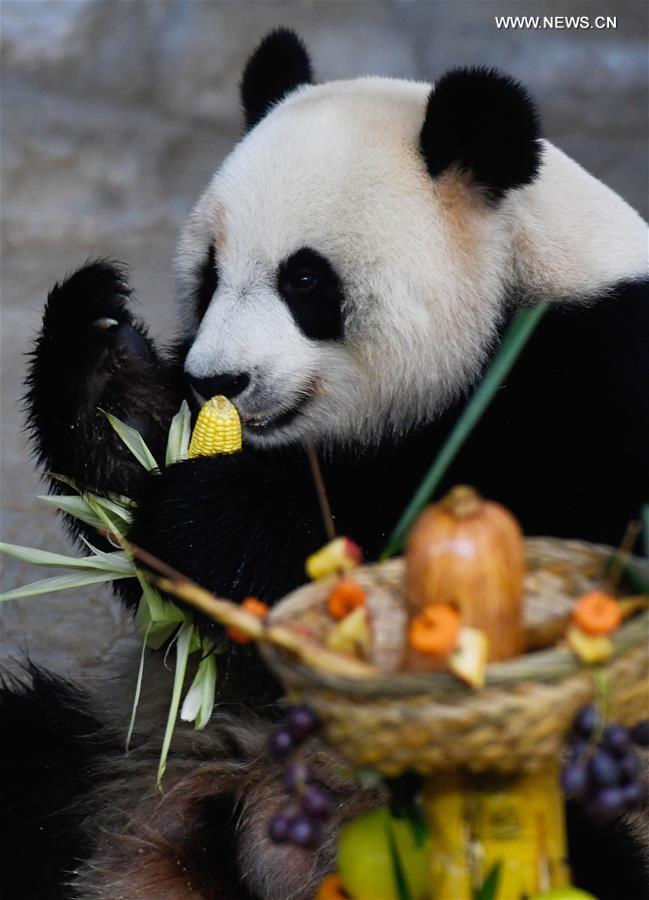 CHINA-HAINAN-HAIKOU-GIANT PANDA (CN)