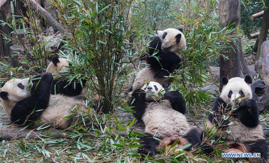 CHINA-CHENGDU-GIANT PANDA (CN)