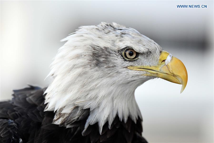 KUWAIT-MUBARAK AL-KABEER GOVERNORATE-RAPTOR SHOW