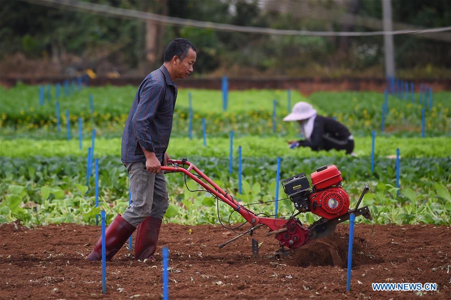 CHINA-HAIKOU-FARMING(CN)