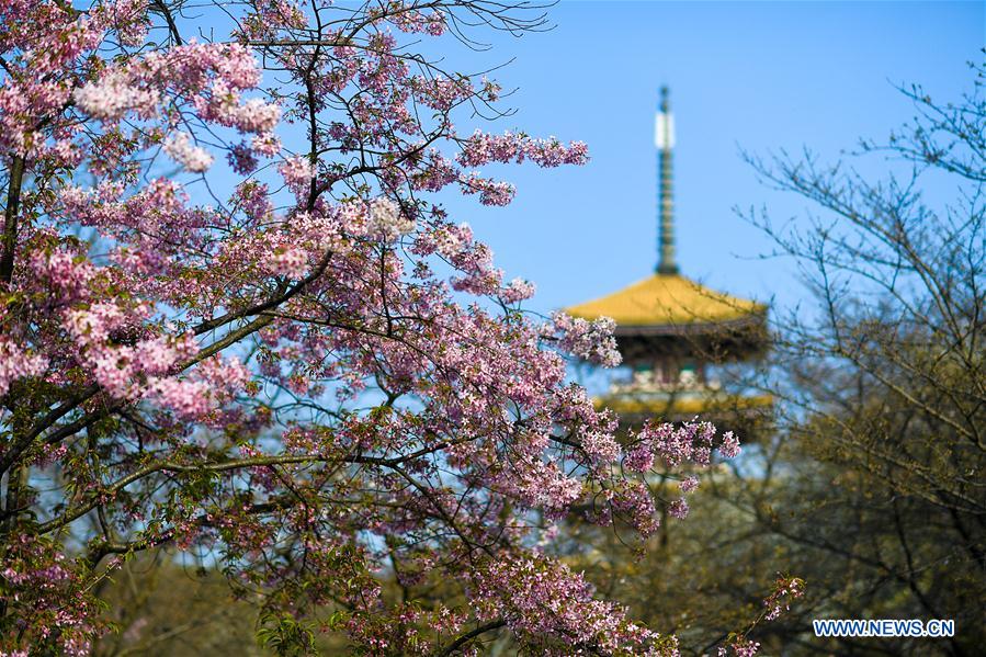 CHINA-HUBEI-WUHAN-SPRING SCENERY (CN)