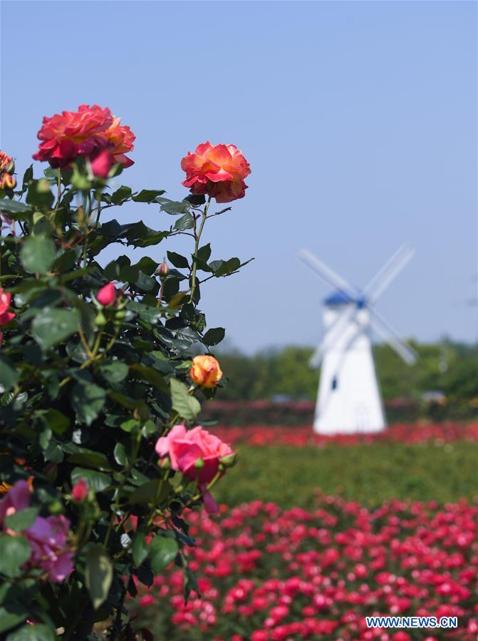 CHINA-ZHEJIANG-HANGZHOU-ROSE GARDEN (CN)