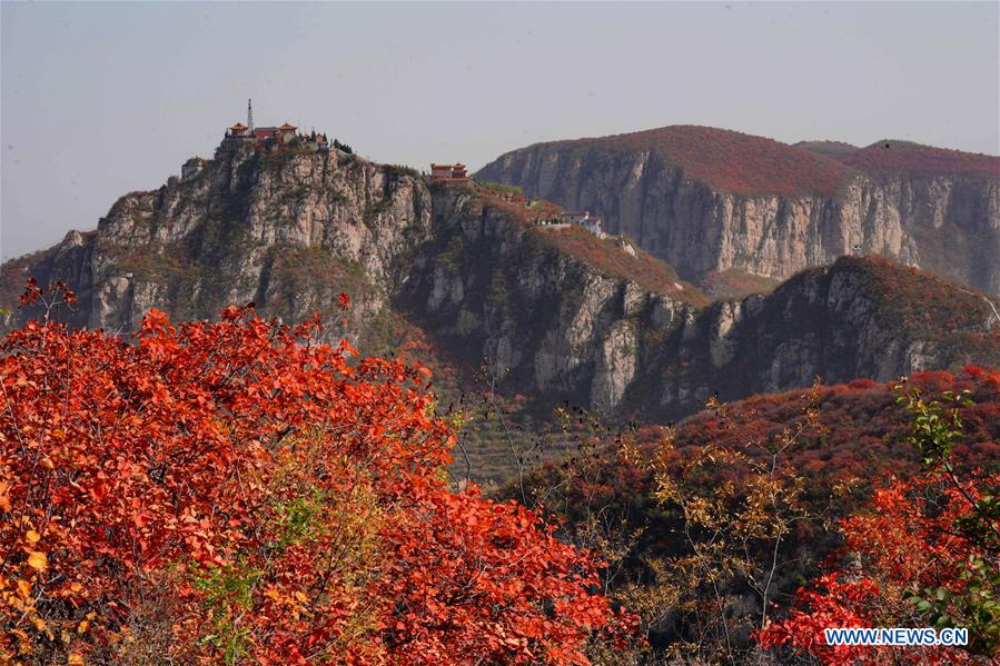 CHINA-HEBEI-RED LEAVES-SCENERY (CN)