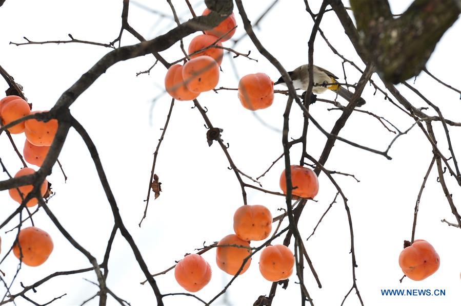 #CHINA-HUBEI-BAOKANG-SNOW-PERSIMMON (CN)