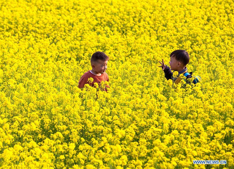 CHINA-HEBEI-COLE FLOWER-SCENERY (CN)