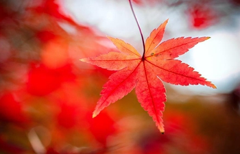 Scenery of maple leaves at botanical garden in China's Jiangsu