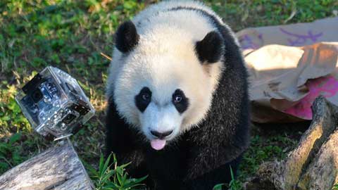 Giant panda Beibei celebrates 1st birthday in Washington