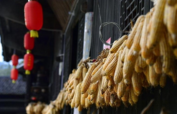 People of Tujia ethnic group witness busy harvest season in Enshi, C China's Hubei