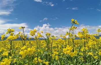 Scenery of blooming cole flowers in NW China's Qinghai