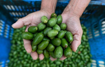 Chinese torreya nuts enter harvest season in Jidong Township, Zhejiang