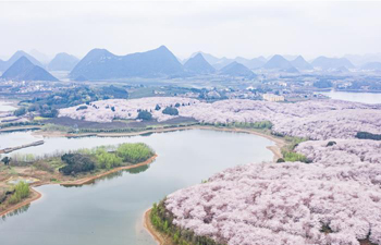 Scenery of cherry blossoms in Guian New District, SW China