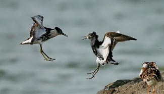 Migrant birds seen at Qilihai wetland in Qinhuangdao