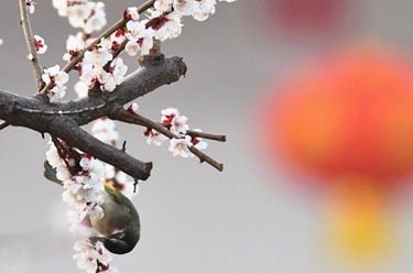 春花烂漫