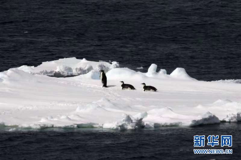 （“雪龙”探南极·图文互动）（6）“雪龙”号驶入南大洋浮冰区