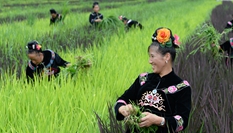 贵州台江：阳芳村民种出五彩生活